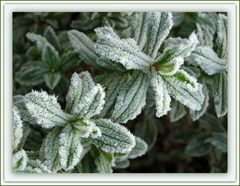 Un matin de givre, feuilles de ciste - Ein Wintermorgen mit Reif, Cistusblätter.