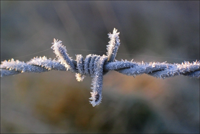 un matin d'hiver