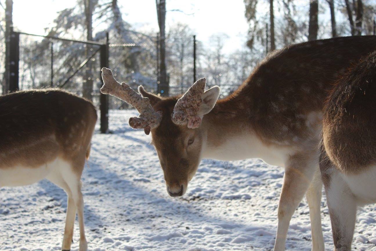 un matin d'hiver