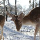 un matin d'hiver