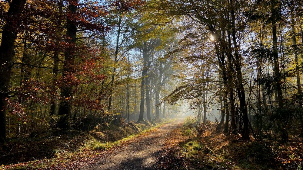 " Un matin en forêt "