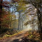 " Un matin en forêt "