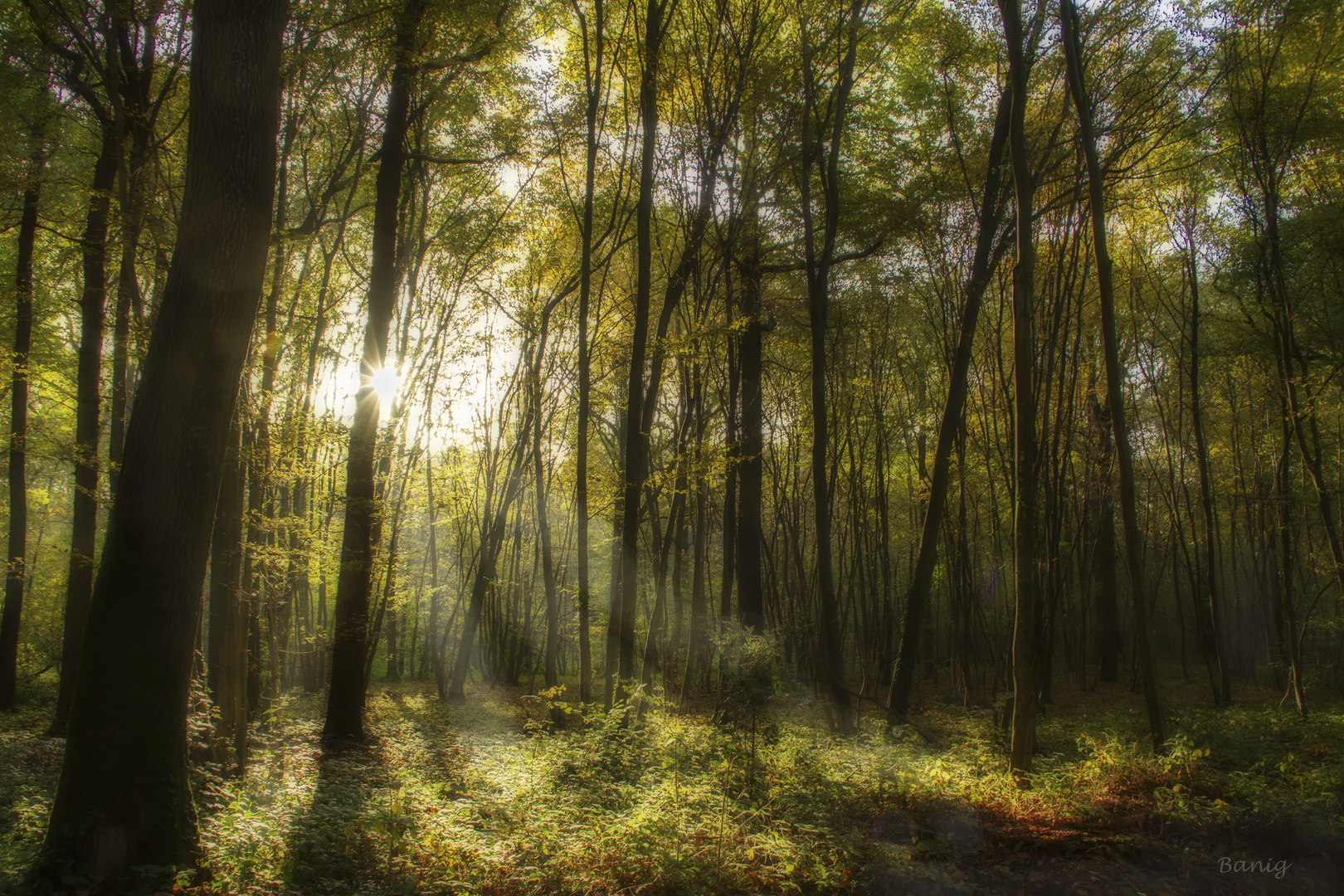 Un matin en Forêt