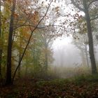 " Un matin en forêt "