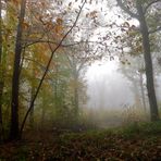 " Un matin en forêt "