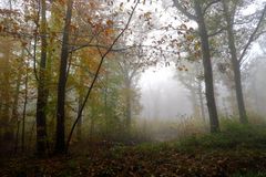 " Un matin en forêt "