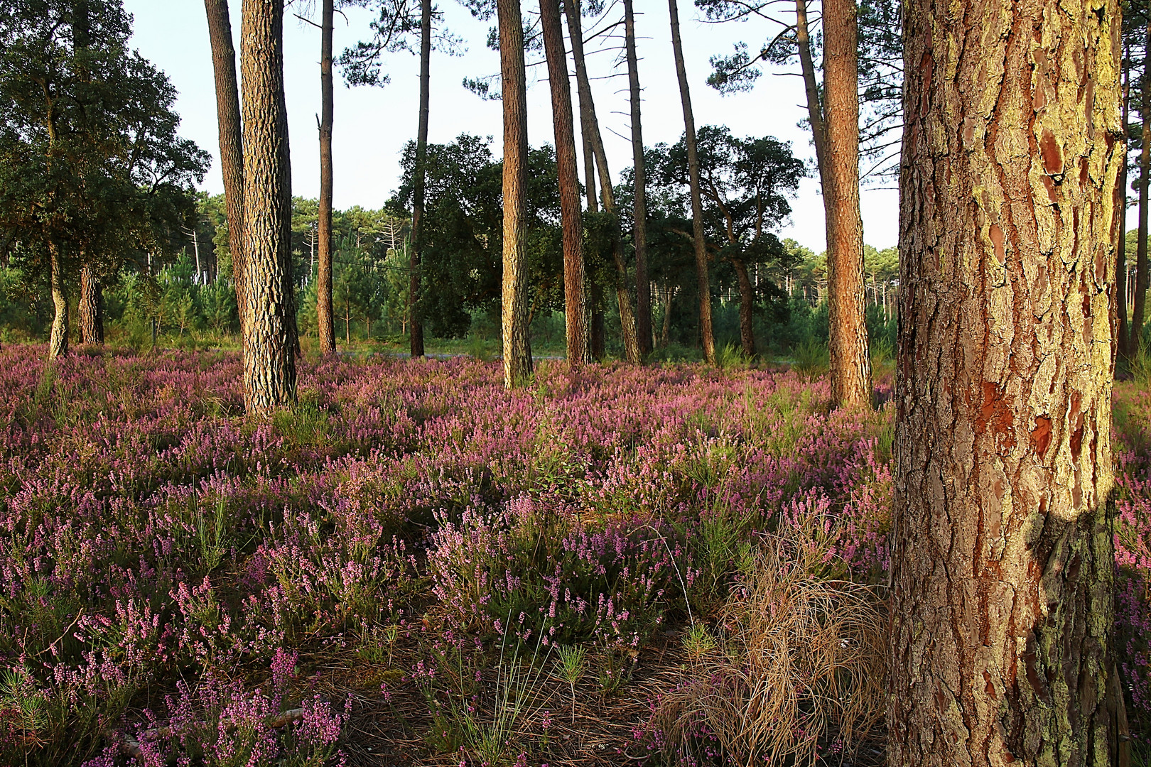 un matin ! photo et image paysages, nature Images