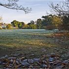 Un matin givré au Jardin Botanique --  Cambridge