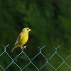 Un matin, il était là... le verdier