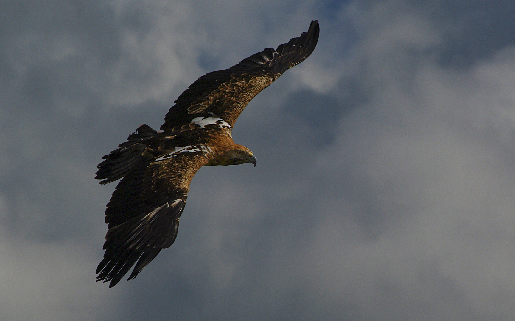 Un maître du ciel (Aquila chrysaetos, aigle royal)