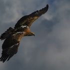 Un maître du ciel (Aquila chrysaetos, aigle royal)