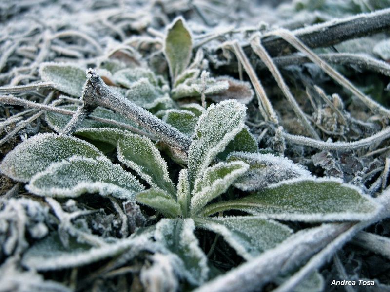 Un mattino molto freddo