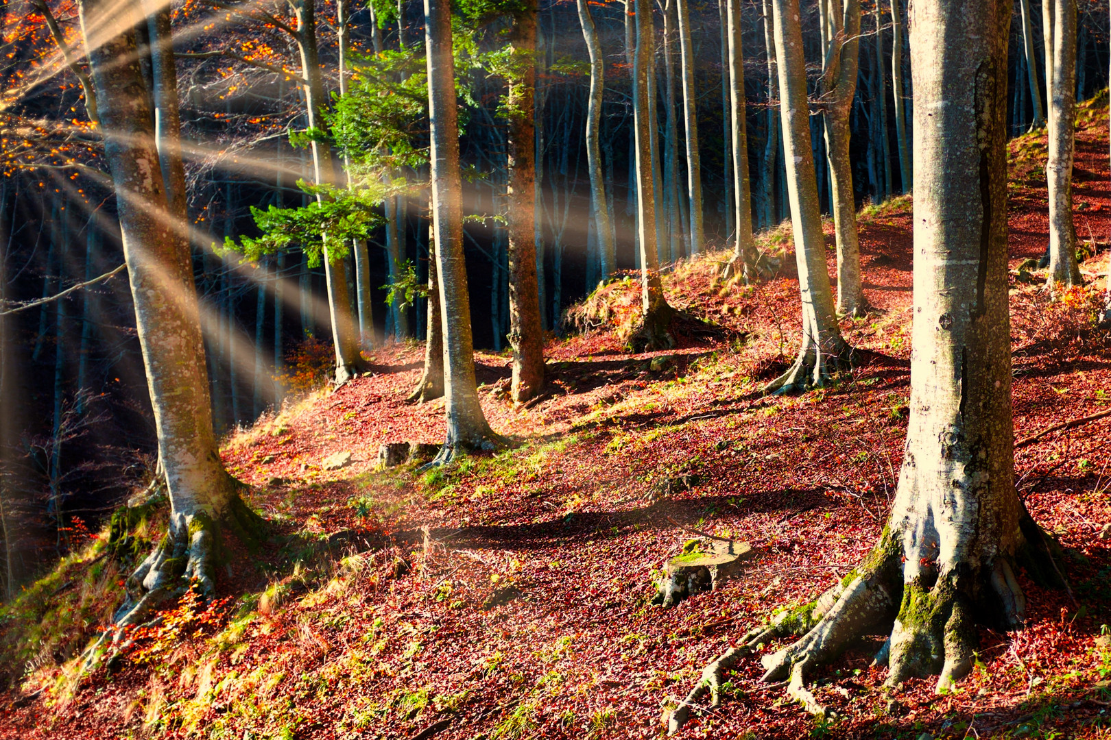 Un mattino nella foresta.