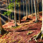 Un mattino nella foresta.