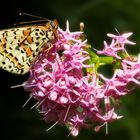 Un mélitée sur centranthe