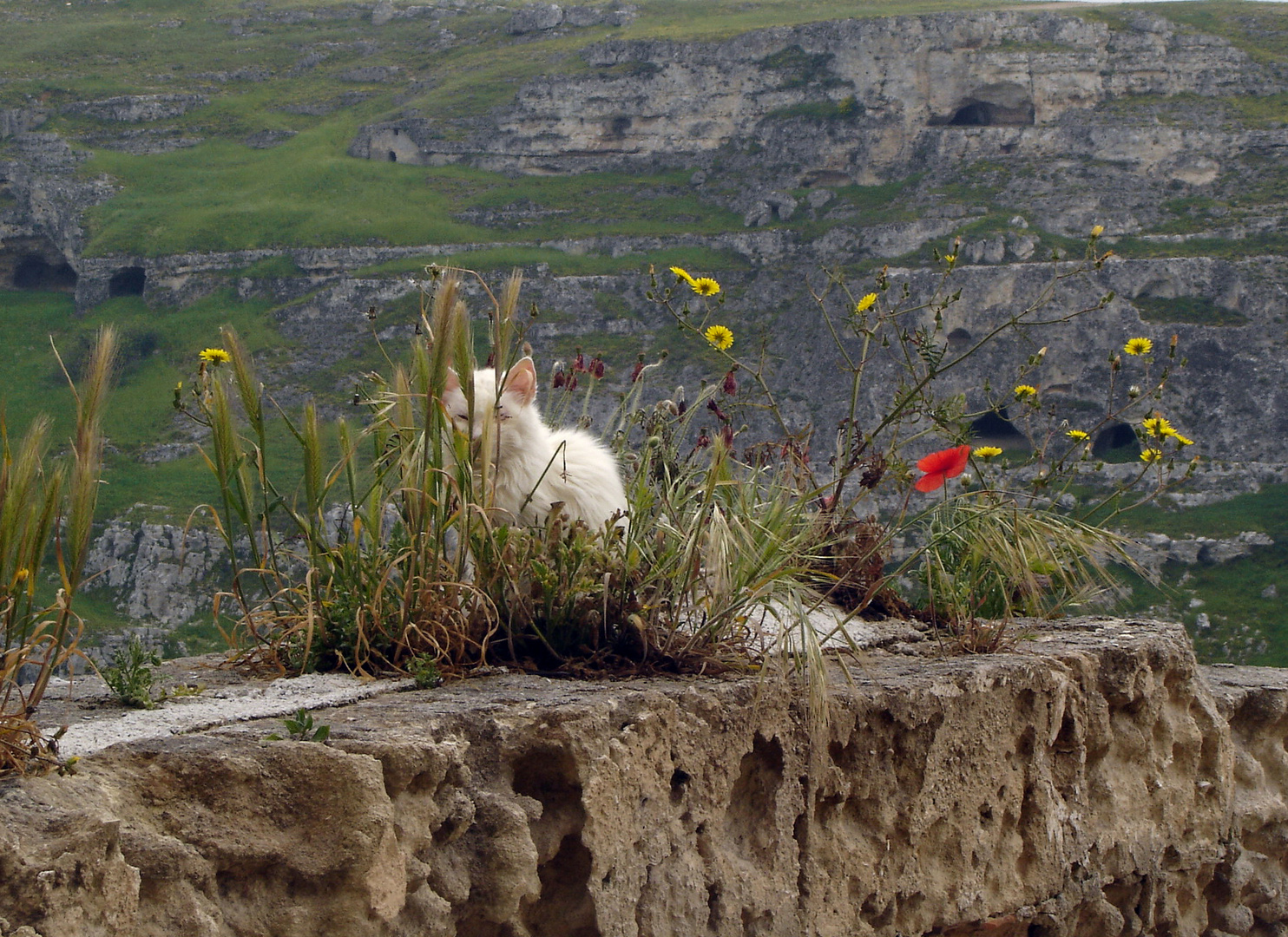 un micio bianco tra i fiori, i Sassi e le chiese rupestri di Matera