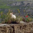 un micio bianco tra i fiori, i Sassi e le chiese rupestri di Matera