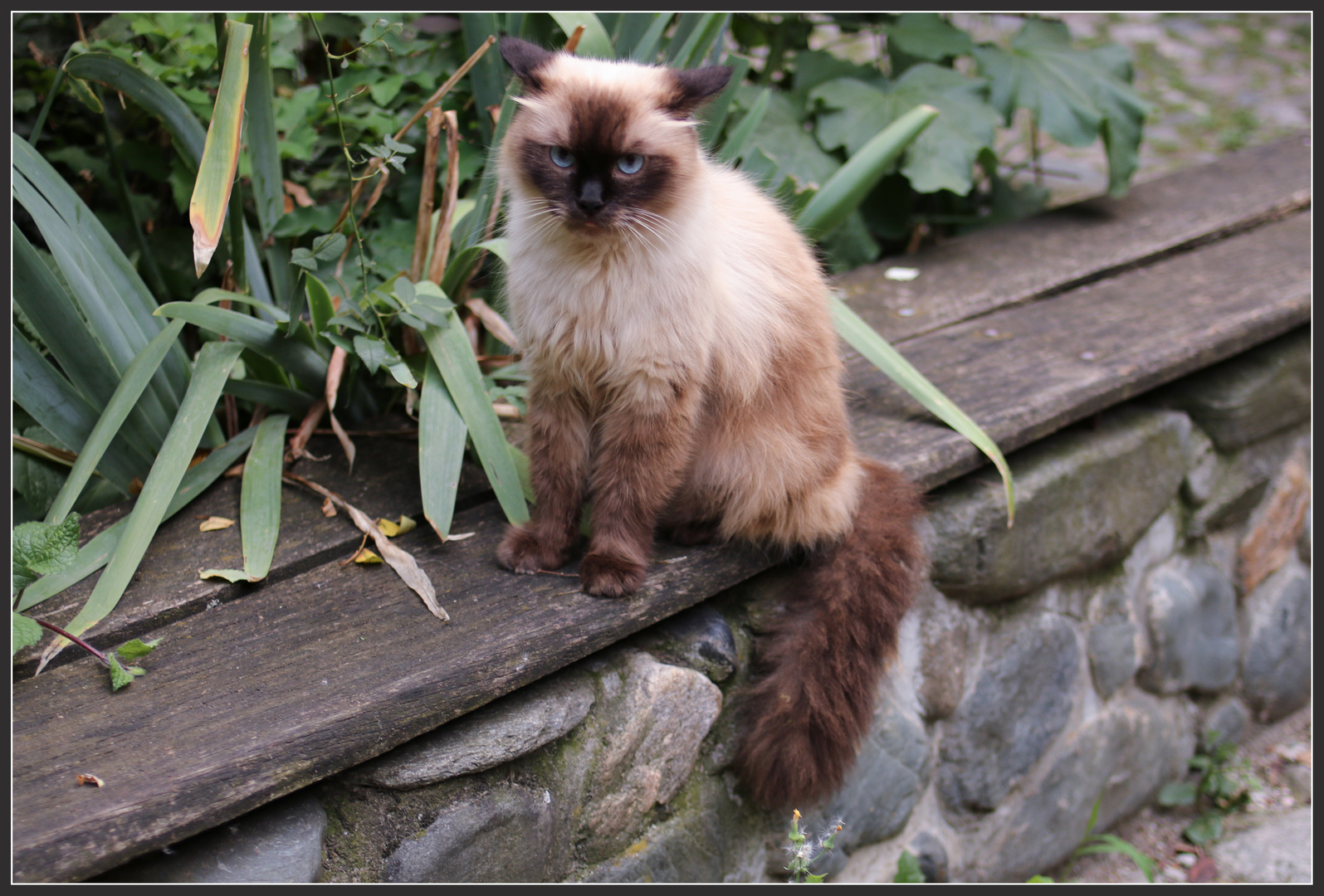 Un misterioso gatto dagli occhi azzurri