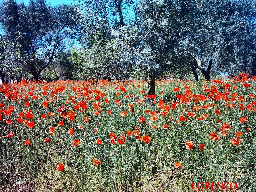 un mix tra papaveri e ulivi