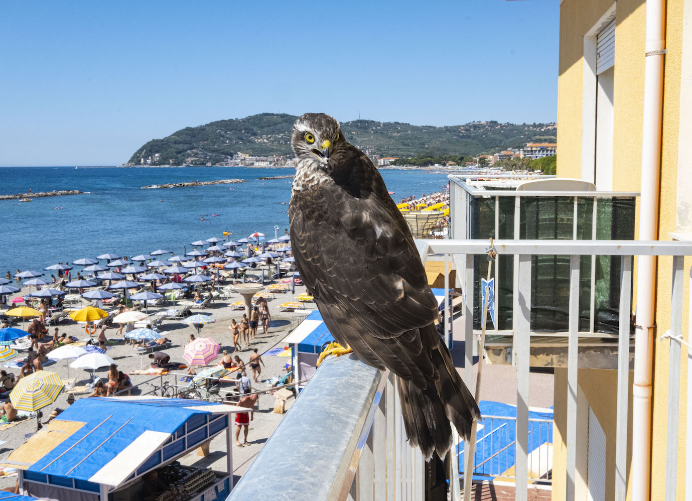 Un modello inaspettato che posa sul mio balcone