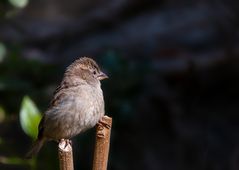 Un moineau parisien .