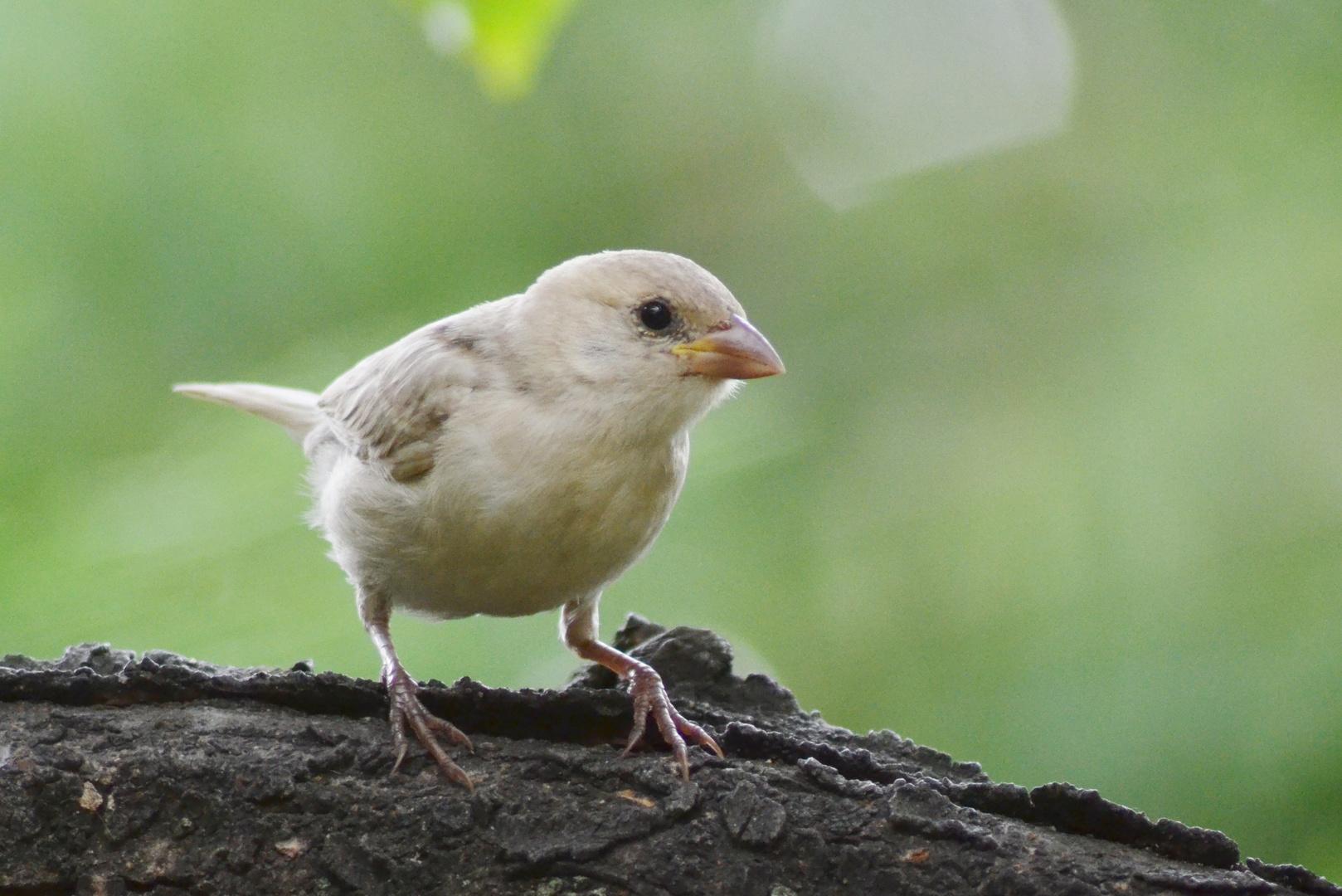 un moineau pas comme les autres