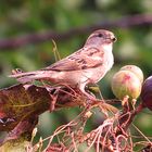 Un moineau sur sa branche...