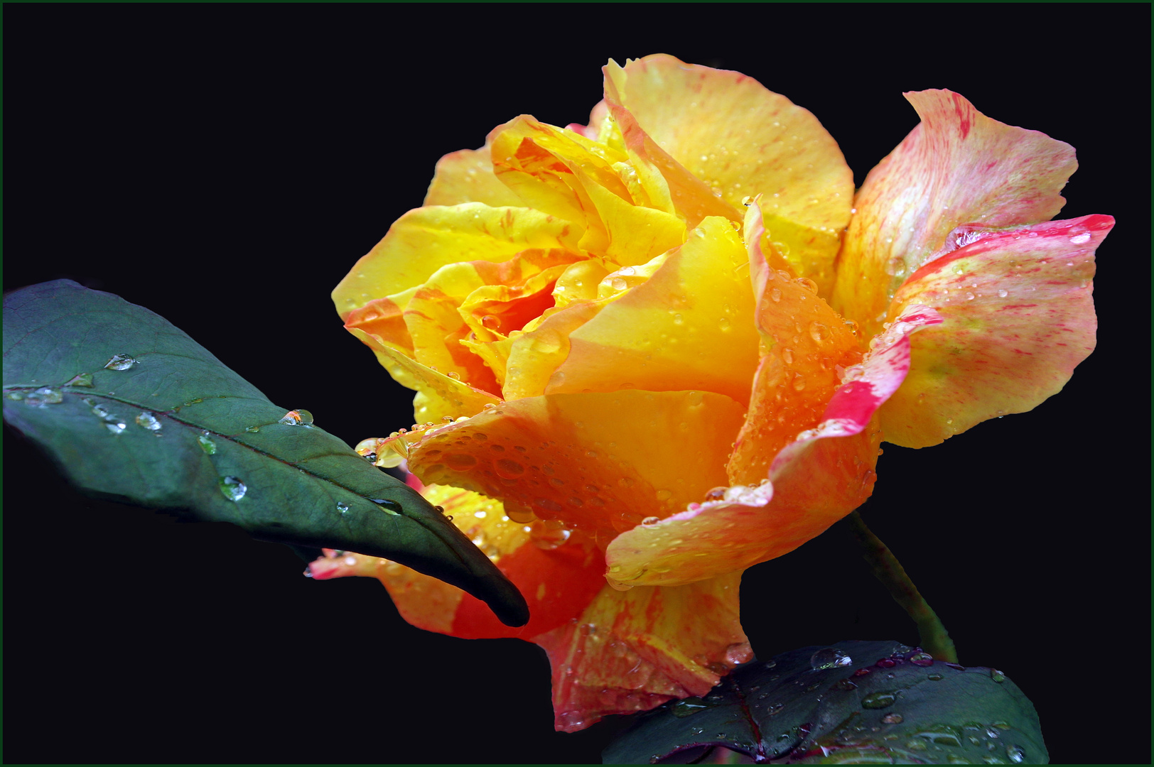 un mois de mai bien pluvieux...; Foto Immagini nature, fleurs, roses Foto su
