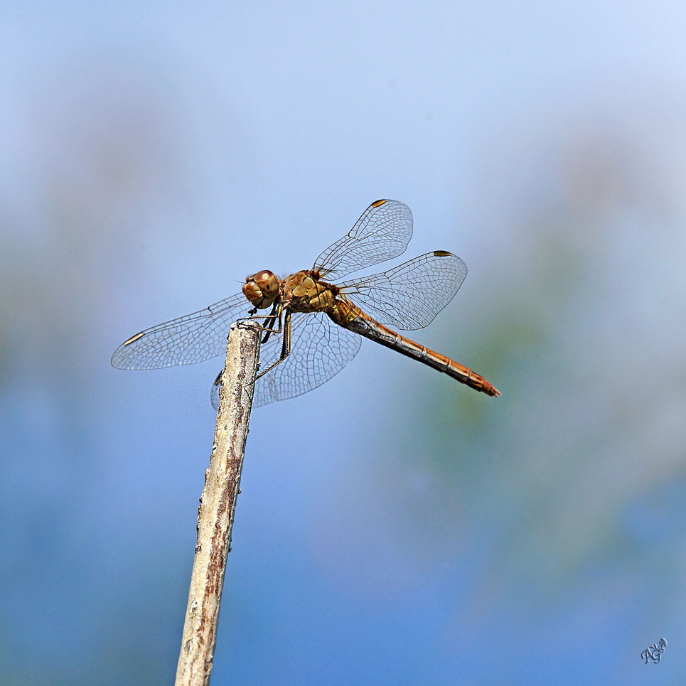 Un moment de pause pour la libellule ....