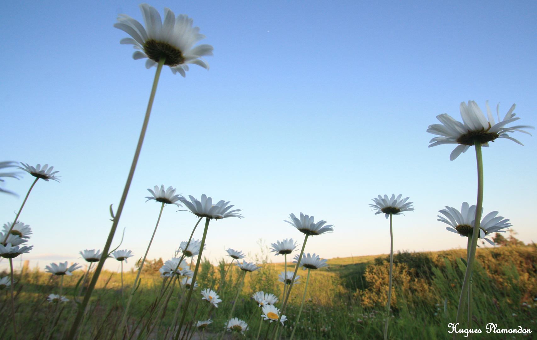 Un monde de fleurs