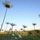 Un monde de fleurs