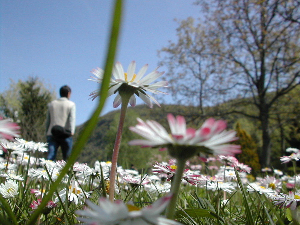 Un mondo in fiore