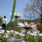 Un mondo in fiore