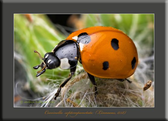 Un mondo parallelo 15