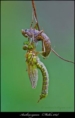 Un mondo parallelo 19