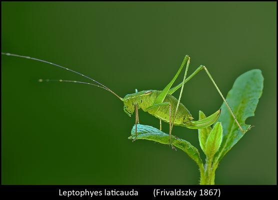 Un mondo parallelo 22