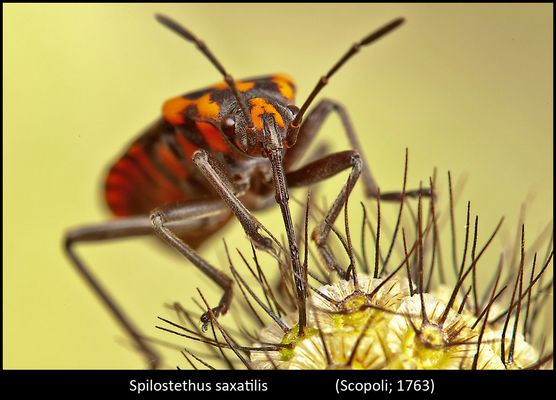 Un mondo parallelo 23