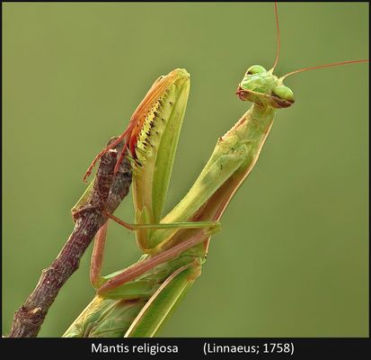 Un mondo parallelo 25