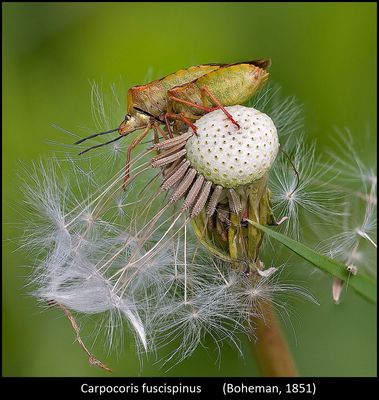 Un mondo parallelo 26