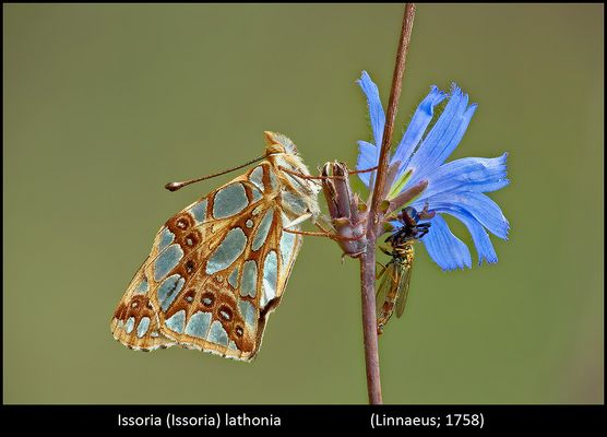 Un mondo parallelo 29