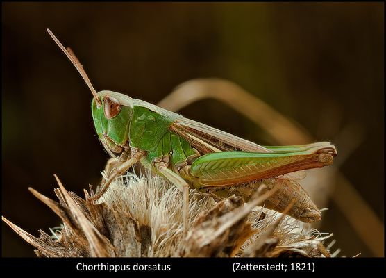 Un mondo parallelo 31