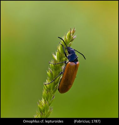 Un mondo parallelo 34