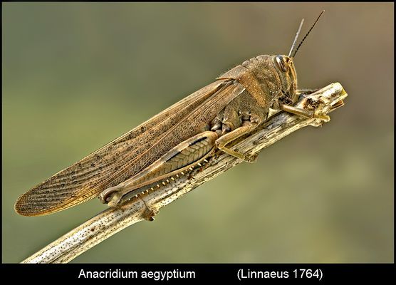 Un mondo parallelo 38