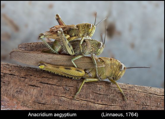 Un mondo parallelo 39