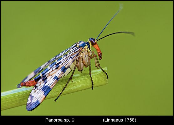 Un mondo parallelo 41