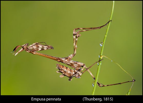 Un mondo parallelo 42