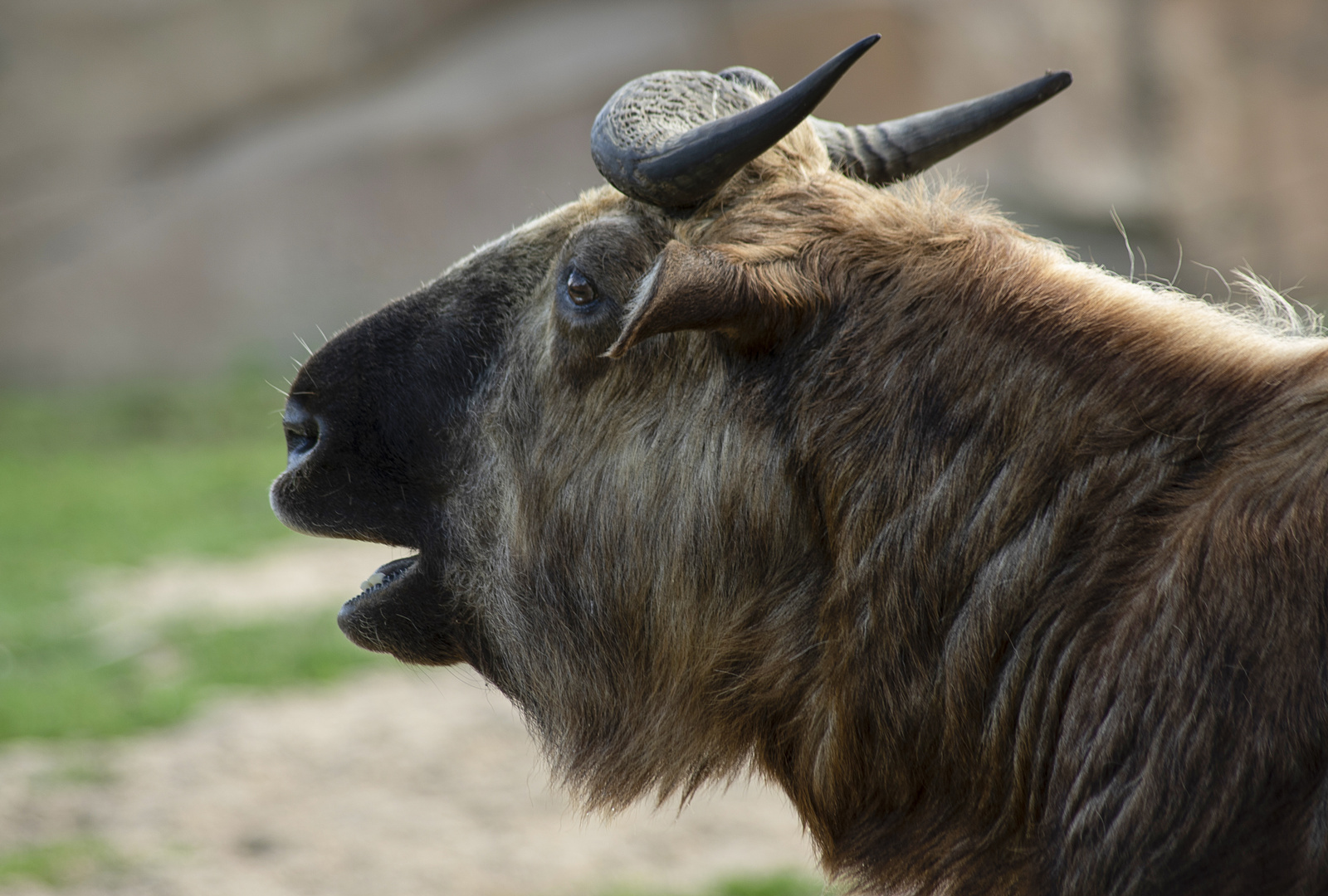 Un montagnard (Budorcas taxicolor, takin)