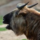 Un montagnard (Budorcas taxicolor, takin)