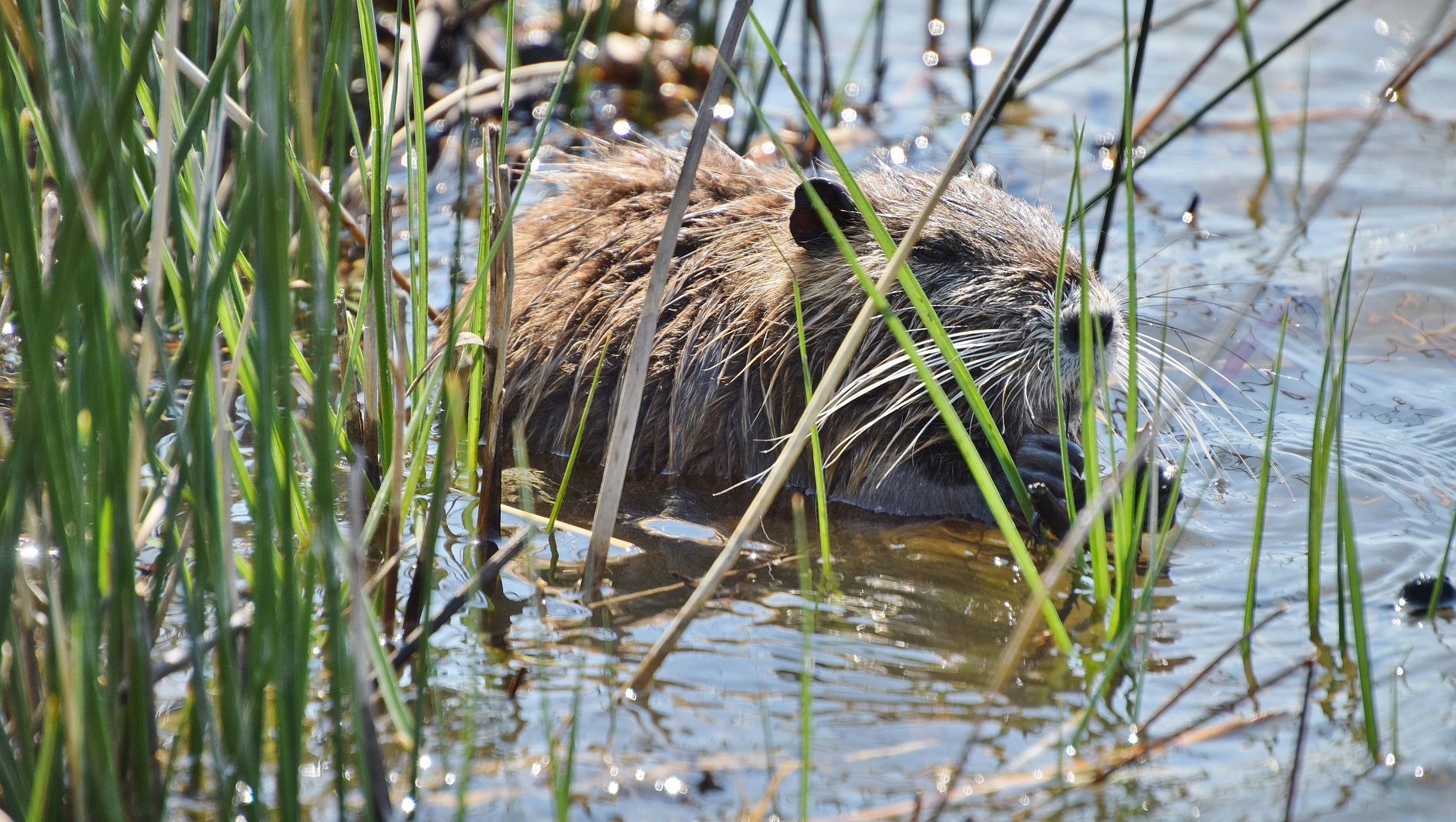 Un moustachu  de Camargue 2