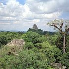 Un mundo perdido en la selva